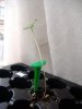 04 10-28 pb1.jpg