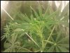 bud 2.jpg