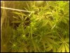 bud 1.jpg