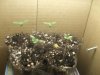 plants.jpg