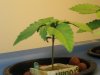 weeds 009.jpg