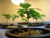 weeds 006.jpg