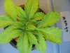 weeds 007.jpg