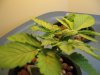 weeds 008.jpg