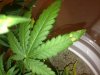 skunk3.jpg