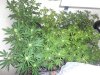 DSC01858.jpg