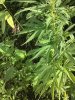 IMG1011.jpg