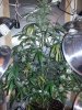 20130825_185317.jpg