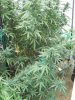 DSCN8236.jpg