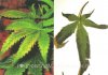 marijuana-nutrient-deficiency-phosphorus.jpg marijuana-nutrient-deficiency-phosphorus.jpg