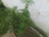 IMG_20130824_181025_0.jpg