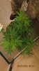 juan superskunkx early skunk local genetics 005_cleaned.jpg