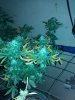 IMG_20130828_171018.jpg