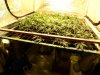 double scrog down on JH an BK waterfarms 005.jpg