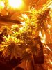 Afghan Kush Special 8-23-13.jpg