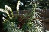 DSC02519.jpg