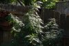 DSC02527.jpg