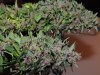 purps3.jpg purps3.jpg