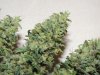 nicebuds.jpg nicebuds.jpg