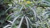 100_0032.jpg