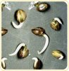 seeds-2.jpg