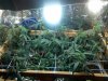 birds eye view.jpg