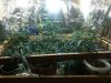 SCROG.jpg