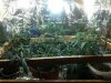 the SCROG.jpg