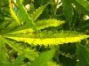 sickLeaf2.jpg sickLeaf2.jpg