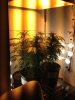 grow1.jpg