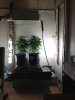 grow2.jpg