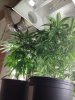 grow3.jpg grow3.jpg