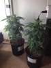grow4.jpg