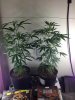 grow5.jpg