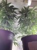 grow6.jpg