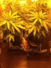 grow7.jpg