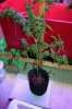 Finished Plant in AP.jpg