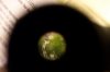 grow 015.jpg