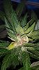 bud1.jpg bud1.jpg