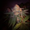 gdp purp.jpg