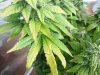 DSC01459.jpg
