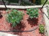 20130826_123455.jpg