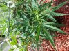 20130827_145726.jpg 20130827_145726.jpg