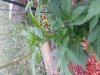 20130828_171510.jpg 20130828_171510.jpg