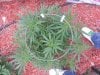 20130828_171539.jpg 20130828_171539.jpg