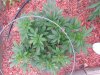 20130828_171548.jpg 20130828_171548.jpg