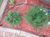 20130828_171558.jpg