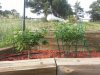 20130828_175032.jpg 20130828_175032.jpg