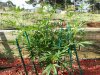 20130901_180234.jpg 20130901_180234.jpg