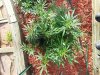 20130901_180250.jpg 20130901_180250.jpg